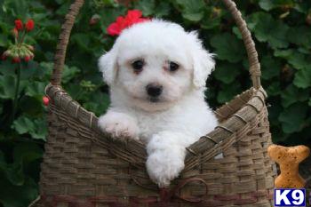 Oscar - Bichon Male